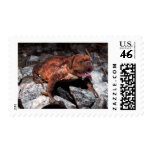 Bordeaux frog postage stamp