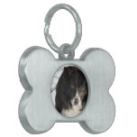 border-collie-8.jpg pet tag