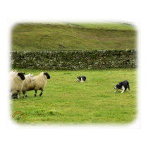 Border Collie 8M051D-10 posters by TraffordPhotos Border Collie 8M051D-10 posters