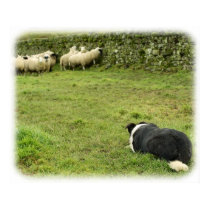 Border Collie 8M052D-05 posters by TraffordPhotos Border Collie 8M052D-05 posters