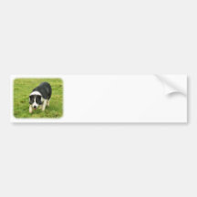 Border Collie 8M054D-05 Bumper Sticker