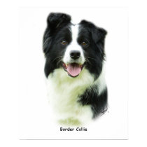 Border Collie 9A015D-24 posters by TraffordPhotos Border Collie 9A015D-24 posters