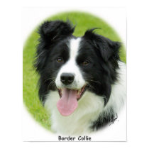 Border Collie 9A14D-25 posters by TraffordPhotos Border Collie 9A14D-25 posters