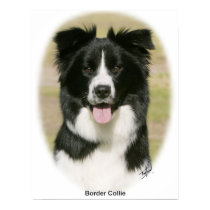 Border Collie 9Y411D-009 posters by TraffordPhotos Border Collie 9Y411D-009 posters