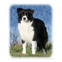 Border Collie 9Y551D-092 posters