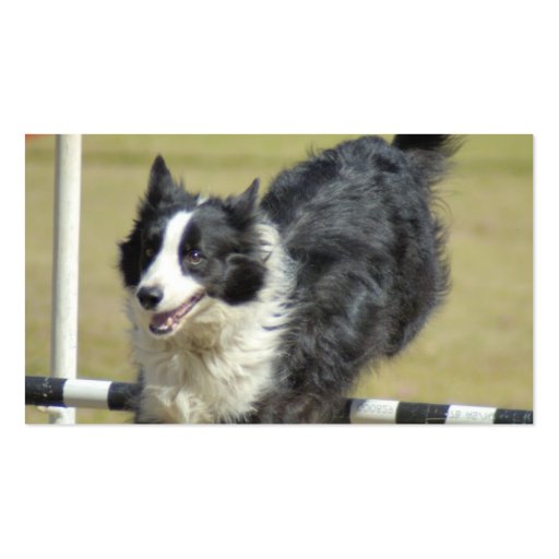 Border Collie Agility Business Cards (back side)