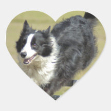 Border Collie Agility Stickers