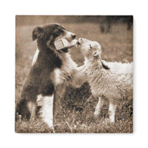 Border Collie and Lamb~Magnet