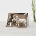 Border Collie and
                                       Lamb~Photo Card