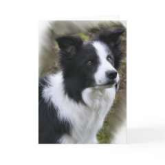 Border Collie Art Gifts card