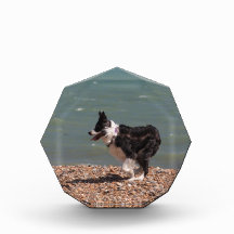 Border Collie at the Beach Awards