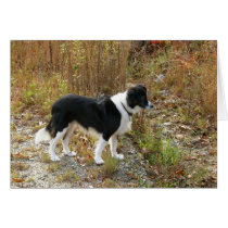 Border Collie Autumn Greeting Cards