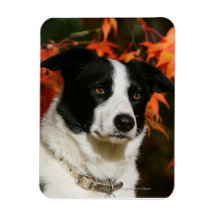 Border Collie Autumn Headshot Rectangle Magnets