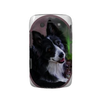 Border collie blackberry case