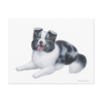 Border Collie Blue Merle Postcard by twopurringcats Border Collie Blue Merle Postcard