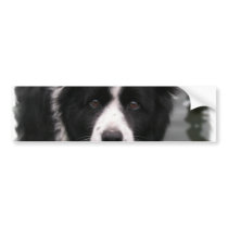 Border Collie Bumper Sticker