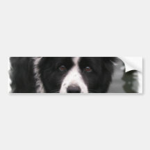 Border Collie Bumper Sticker
