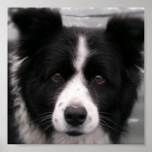 Border Collie Canvas Print