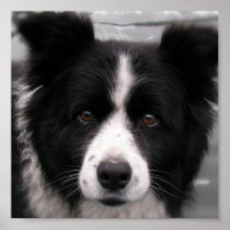 Border Collie Canvas Print