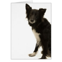 Border Collie Greeting Cards