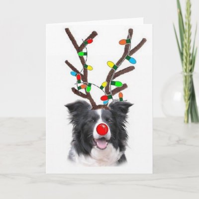 Border Collie Christmas Card~Rudolph