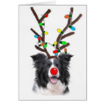 Border Collie Christmas Card~Rudolph