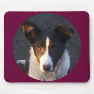 Border Collie - Dixie mousepad