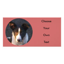 Border Collie - Dixie Photo Greeting Card
