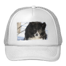 Border Collie Dog  Baseball Hat