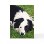 Border Collie - Dog card