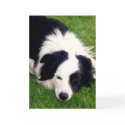 Border Collie - Dog card