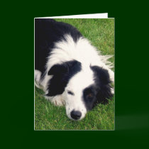 Border Collie - Dog card