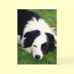 Border Collie - Dog card