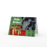 Border Collie Dog Christmas Holiday Card