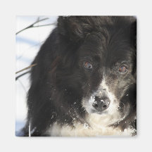 Border Collie Dog Magnet