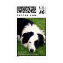 Border Collie Dog postage postage