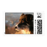 Border Collie Dog Postage Stamp