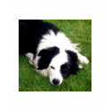 Border collie dog shirt