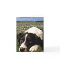 Border Collie Dreams Notecard