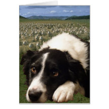 Border Collie Dreams Notecard