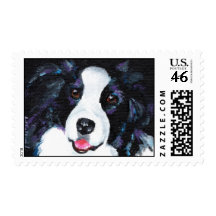 Border collie envio