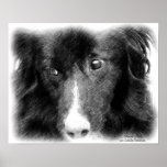 Border Collie Face Pencil Art Poster