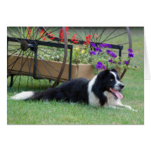 Border Collie & Flower Cart Note Card