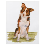 Border Collie flyers