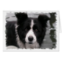 Border Collie Greeting Card