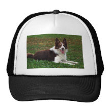 Border Collie Hats