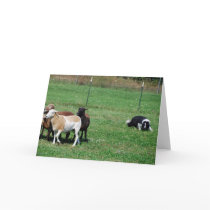 Border Collie Herding Sheep Note Card