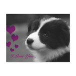 Border Collie, I Love You.. Post Cards