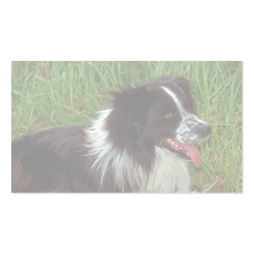 Border Collie in grass Business Card Templates (back side)