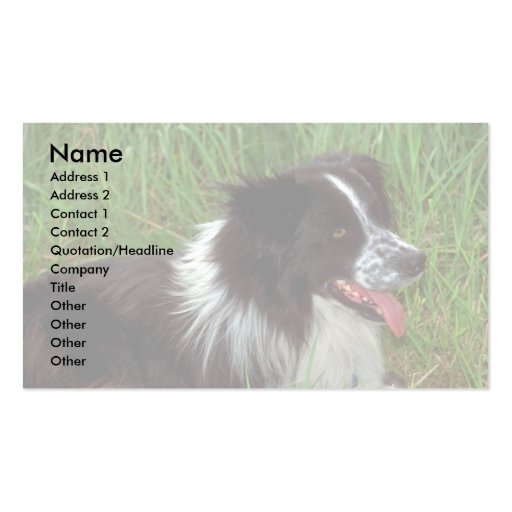 Border Collie in grass Business Card Templates (front side)